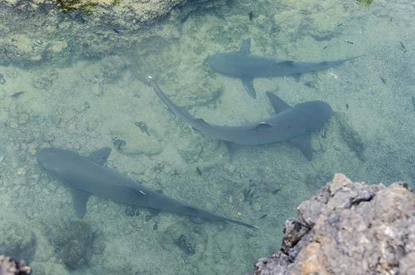 Tiburón Tintorera - islote Las Tintoreras - islas Galápagos - Ecuador 4.jpg